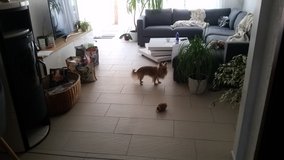 4-5 bedroom, 3 bathrooms, living room, balcony in Ramstein, Germany