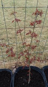 Japanese maple trees in 3 gallon pots in Camp Lejeune, North Carolina