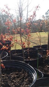 Japanese maple trees in Camp Lejeune, North Carolina