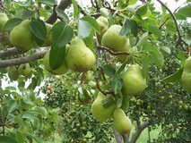 Fresh Pears in Alamogordo, New Mexico