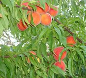 Fresh Peaches in Alamogordo, New Mexico
