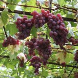 Fresh Grapes in Alamogordo, New Mexico