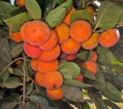 Fresh Rare Persimmons Fruit in Alamogordo, New Mexico