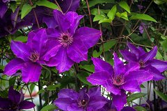 Dark Purple Jackmani & Trellis in Naperville, Illinois
