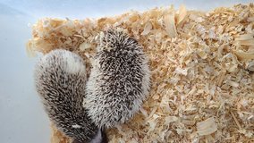 hedgehogs in Fort Leonard Wood, Missouri