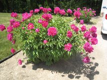 Karl Rosenfield Peonies in Naperville, Illinois