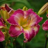 daylily Mountains Bow Down in Warner Robins, Georgia