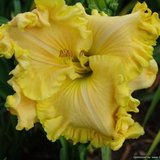 Daylily Lady Alvatine in Warner Robins, Georgia