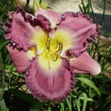 Daylily Pat Soileau in Warner Robins, Georgia