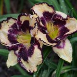 Daylily Ribbon Of Darkness in Warner Robins, Georgia