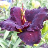 Daylily Black Velvet Baby in Warner Robins, Georgia