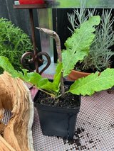 Horseradish Plants (established) in Naperville, Illinois
