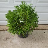 Boxwood Bush in Oswego, Illinois