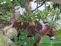 pots plants in Okinawa, Japan