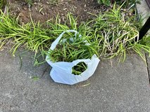 Liriope Today only! 1 bag Freshly dug in Warner Robins, Georgia