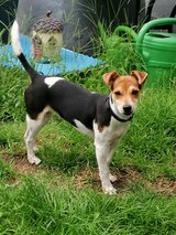 Dogsitter in Wiesbaden, GE