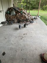 young peacocks in Leesville, Louisiana