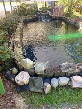 like to buy koi in Leesville, Louisiana