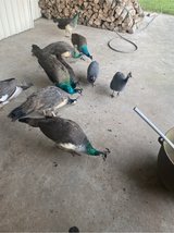 young peacock in Leesville, Louisiana