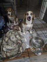 dog to good home in DeRidder, Louisiana