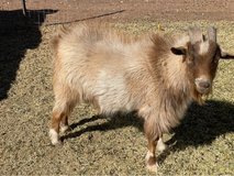 Brown Pygmy in Alamogordo, New Mexico