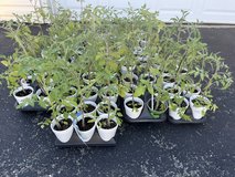 Heirloom Organic Tomato Plants and Perennials - 16th Annual in Bolingbrook, Illinois