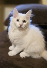 Norwegian Forest kitten in Ramstein, Germany