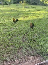 Roosters in Moody AFB, Georgia