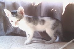 2 tabby and white kittens in Yucca Valley, California