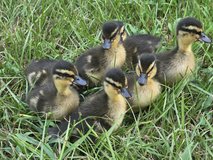 Call ducklings in Leesville, Louisiana