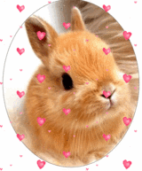 Netherland Dwarf Rabbits in Fort Polk, Louisiana