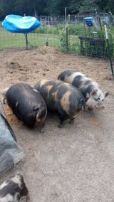kunekune pigs in DeRidder, Louisiana
