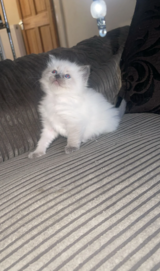 Ragdoll kittens ready to leave now in Chicago, Illinois