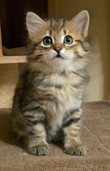 purebred Siberian Forest kittens in Ramstein, Germany