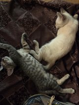 Cute Kittens Free to a Good Home! in Leesville, Louisiana