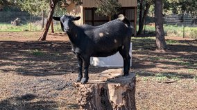 Nigerian Dwarf goats - females in Alamogordo, New Mexico