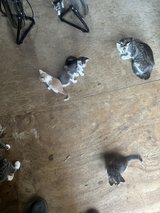kittens in Leesville, Louisiana