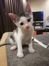 Rescue kitten available for adoption in Okinawa, Japan