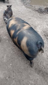 Kunekune sow in DeRidder, Louisiana