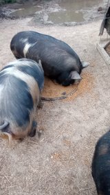 Kunekune boar in DeRidder, Louisiana