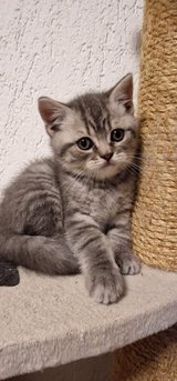 British shorthair kitten | baby cats in Ramstein, Germany