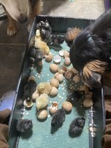 black sexlink chicks female in DeRidder, Louisiana