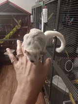 Sugar Gliders in Fort Campbell, Kentucky