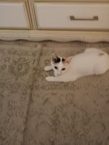 I think she's pregnant white cat to a good home in Leesville, Louisiana
