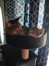 pregnant cat again needs new home in Leesville, Louisiana