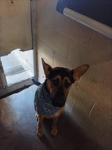 Dog avail for adoption in Alamogordo, New Mexico