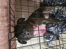 Pitbull (Male) 1 year old in Chicago, Illinois