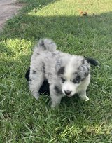 Aussie/ Husky mix puppy in Fort Polk, Louisiana
