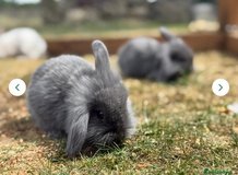 Mini Lop cross Lion head Rabbit available in Wiesbaden, GE