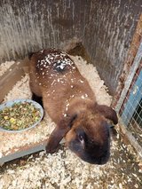 chocolate Belgian Hare rabbits for sale in Wiesbaden, GE